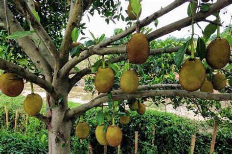 Jackfruit Tree Climate