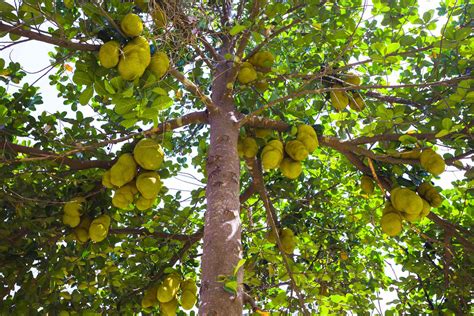 Jackfruit Tree Growing
