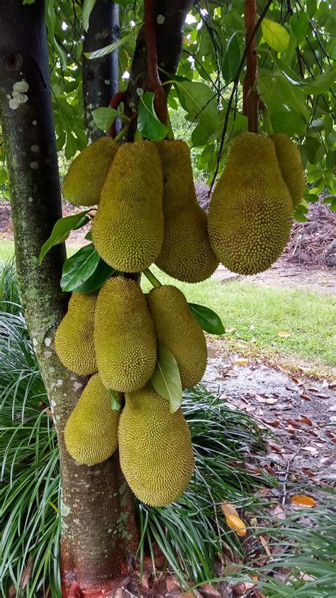 Jackfruit Tree Melbourne