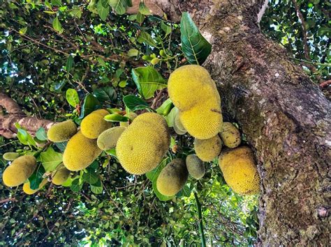 Jackfruit Tree Scientific Name