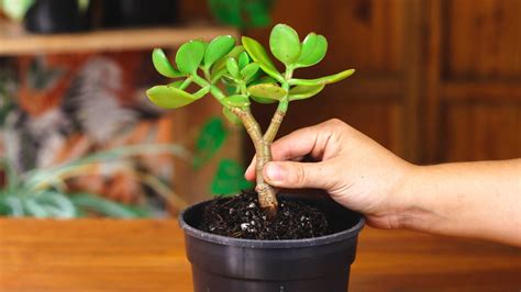 Jade plant repotting