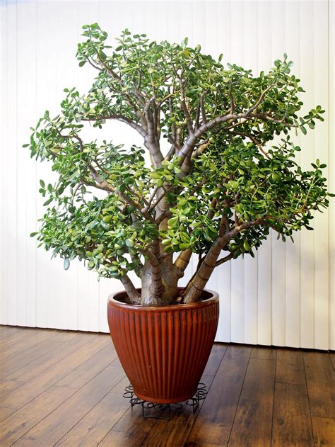 Jade Plants Indoor Or Outdoor