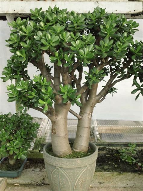 Jade Tree Size