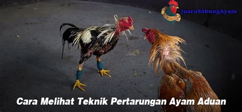 Jadwal Pertarungan Ayam Aduan