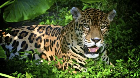 Jaguar hunting in the Amazon
