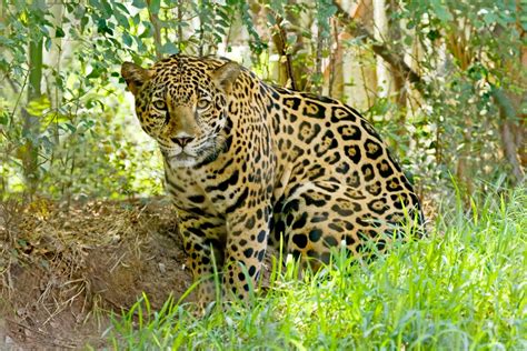 jaguar population in united states
