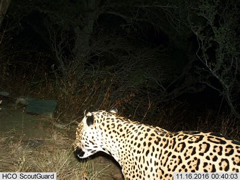 jaguar sightings in united states