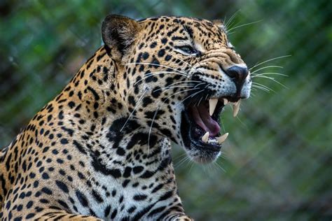 jaguares en costa rica