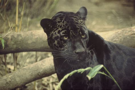 jaguars features