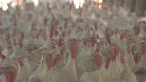 Jaindl Turkey Bird Flu