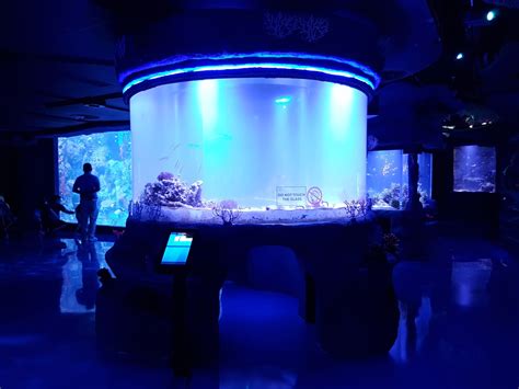 All I Wanna Do Is Grow Old With You Review Jakarta Aquarium, Neo Soho