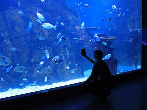 Jakarta Aquarium Indonesia Tickets Traveloka Xperience
