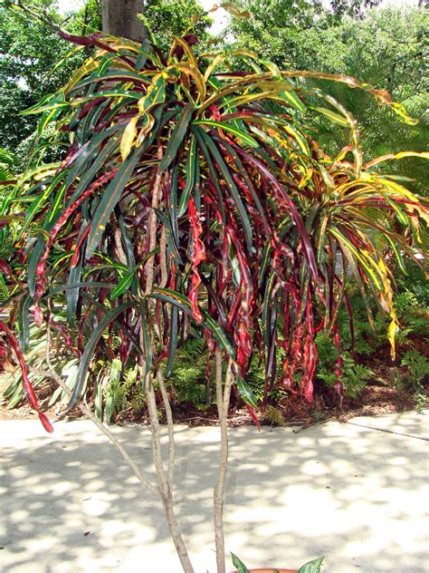 Jamaican Dreadlocks Croton