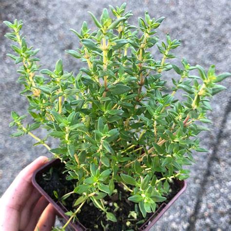 Jamaican French Thyme