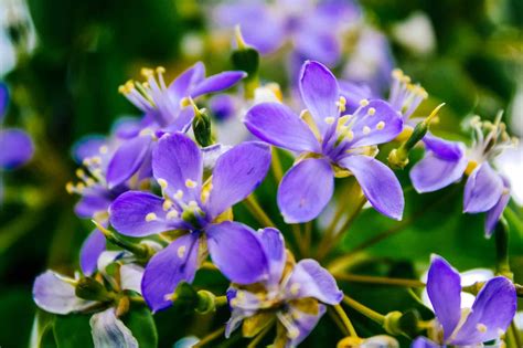 jamaican plants and flowers