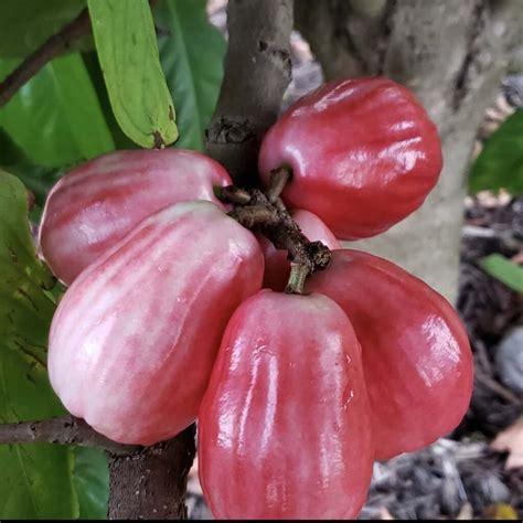 Jamaican Rose Apple