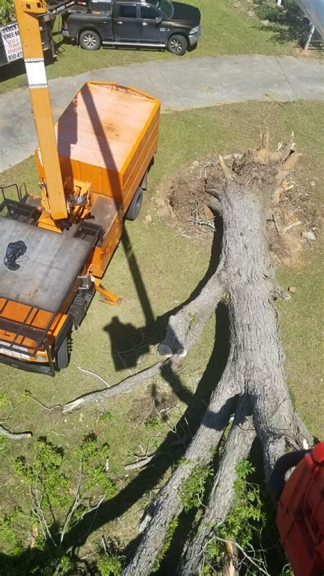 james and sons tree service