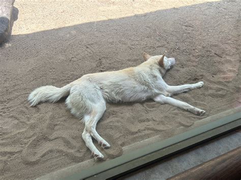 Jamie Alwxander Leaked Update Files & Photos 2026 #d4a