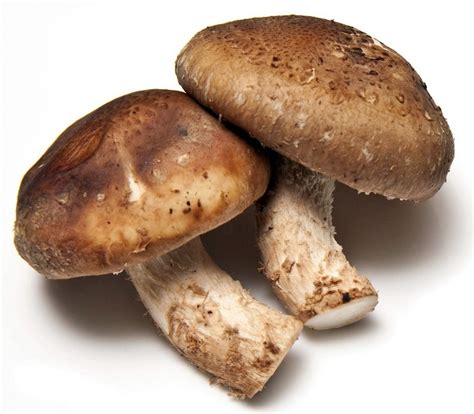 manfaat jamur