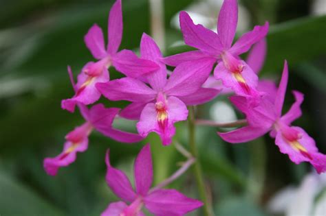 jan van der linden orchideeen