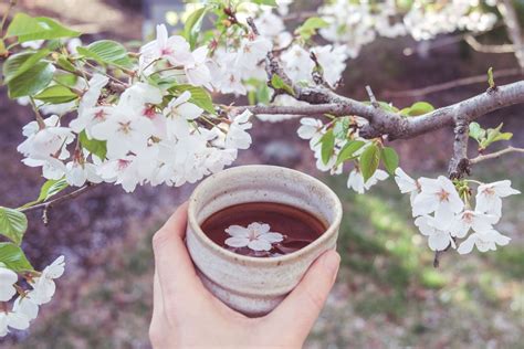 japan cherry blossom tea