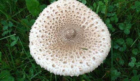 Parasol Mushroom Macrolepiota Procera Mushroom Collecting Com
