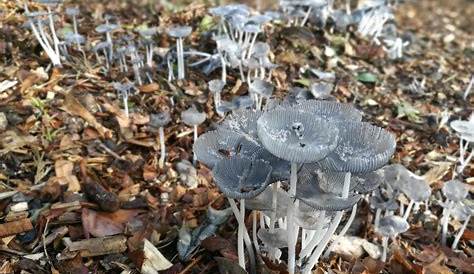 Japanese Parasol Mushroom Coprinus Plicatilis Fungi Growing In A Woodlot