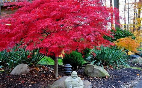 japanese dwarf maple trees