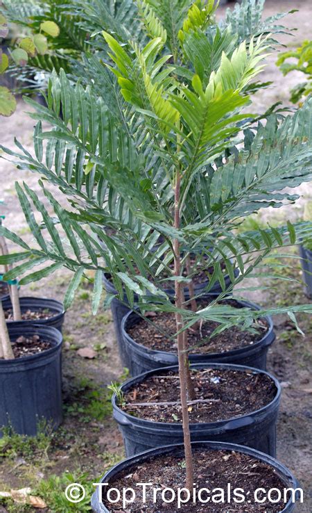 Japanese Fern Tree Height
