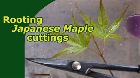 Japanese Maple Cutting