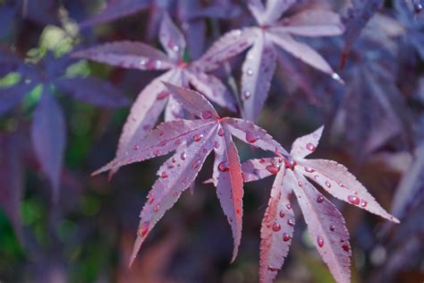 japanese maple diseases pictures