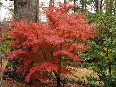 japanese maple in texas