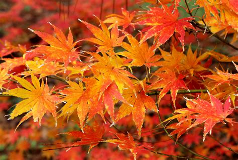 japanese maple leaf color