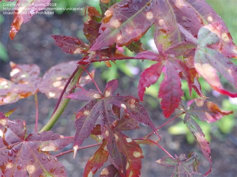 japanese maple leaf spots