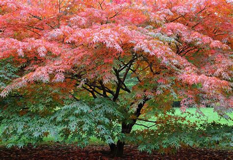 japanese maple tree care