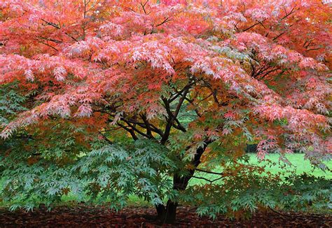 japanese maple tree care and maintenance