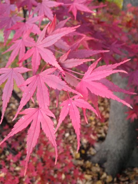 japanese maple tree for zone 4