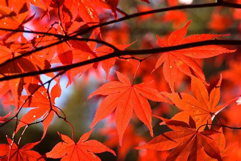japanese maple tree leaf