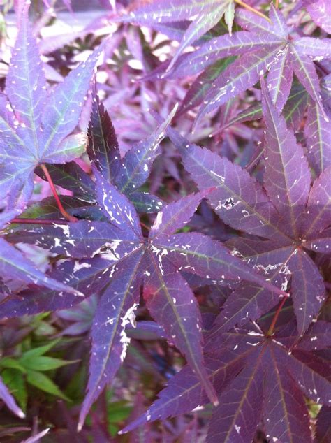 japanese maple tree leaf problems