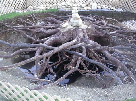 japanese maple tree roots