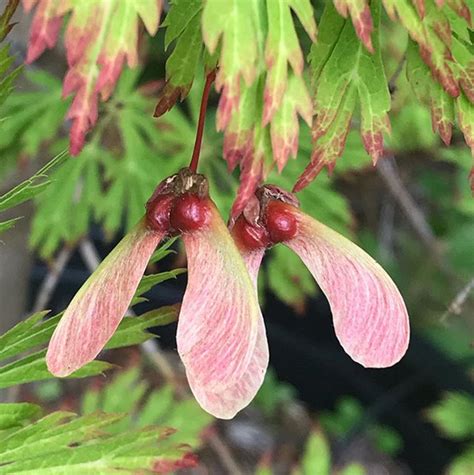 japanese maple tree seeds for sale