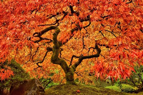 japanese maple tree south africa