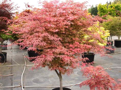 Japanese Maple Trees Varieties