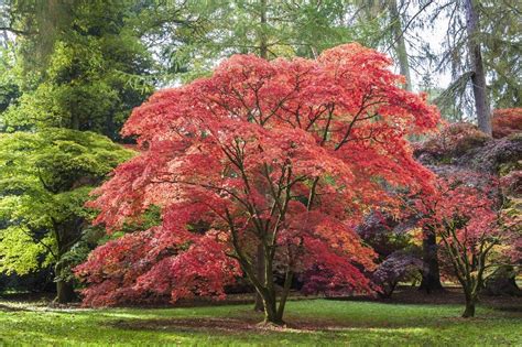 japanese maple zone 9