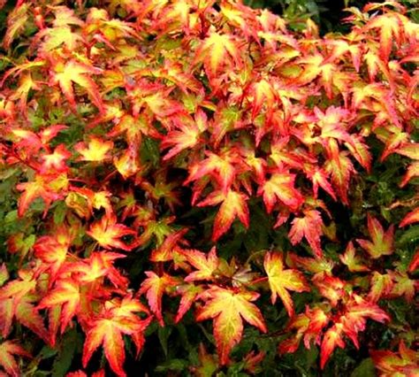 japanese maples near me