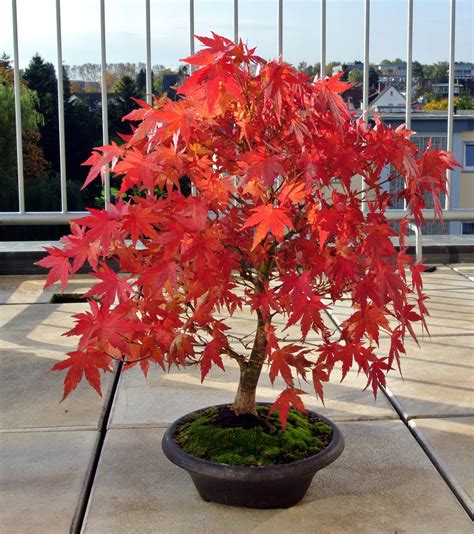 japanese red maple bonsai tree seeds