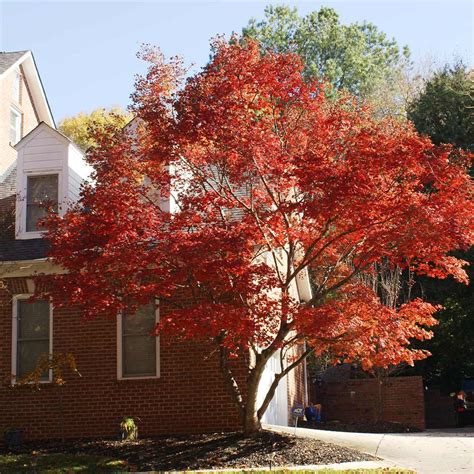 japanese red maple for sale