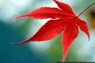 japanese red maple leaf