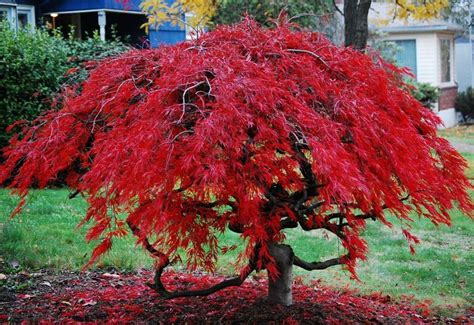 japanese red maple tree root system