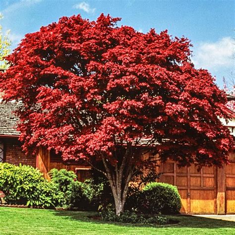 japanese red maple trees home depot